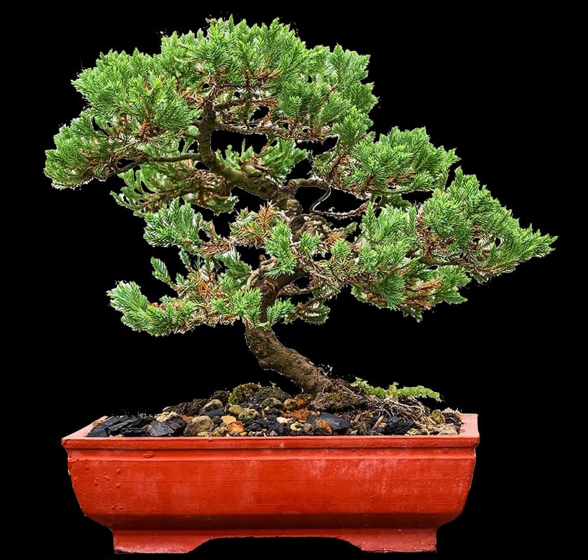 Juniper bonsai tree in red pot